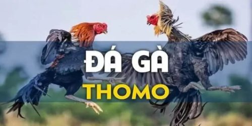 đá gà thomo 88aa