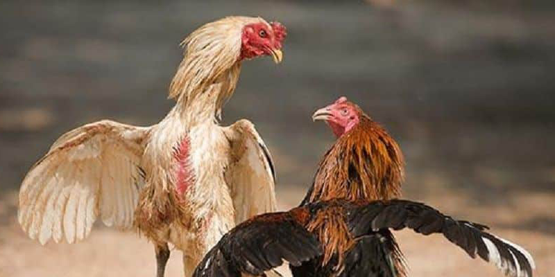 Đánh giá chiến kê trong các trận đấu