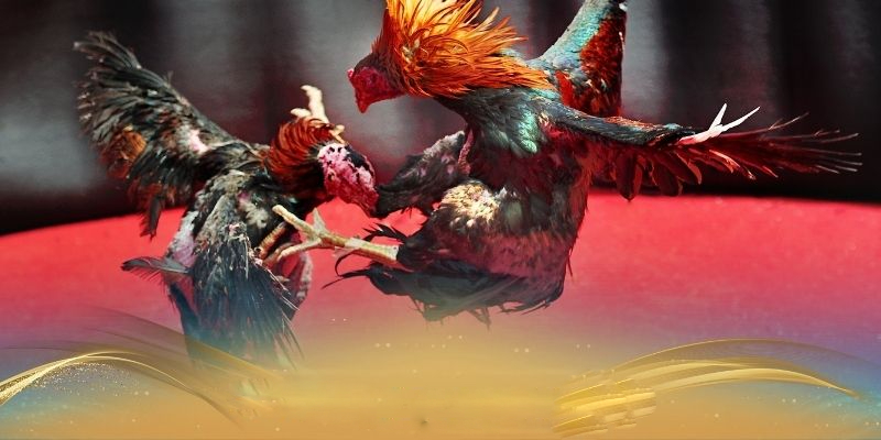 Kinh Nghiệm Đá Gà