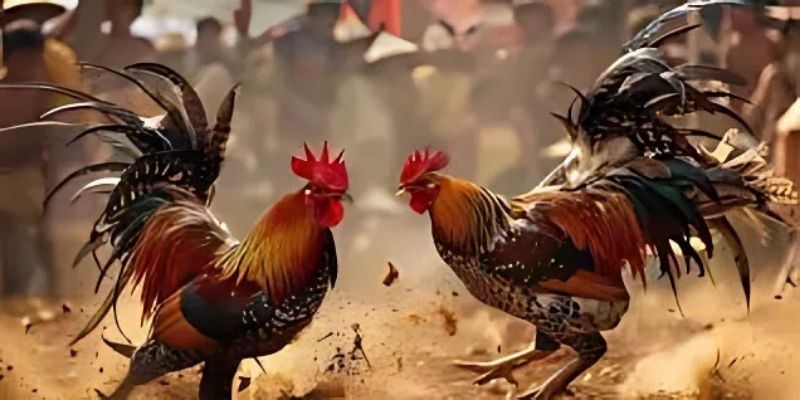 Kinh nghiệm đá gà hiệu quả và khái quát sơ bộ